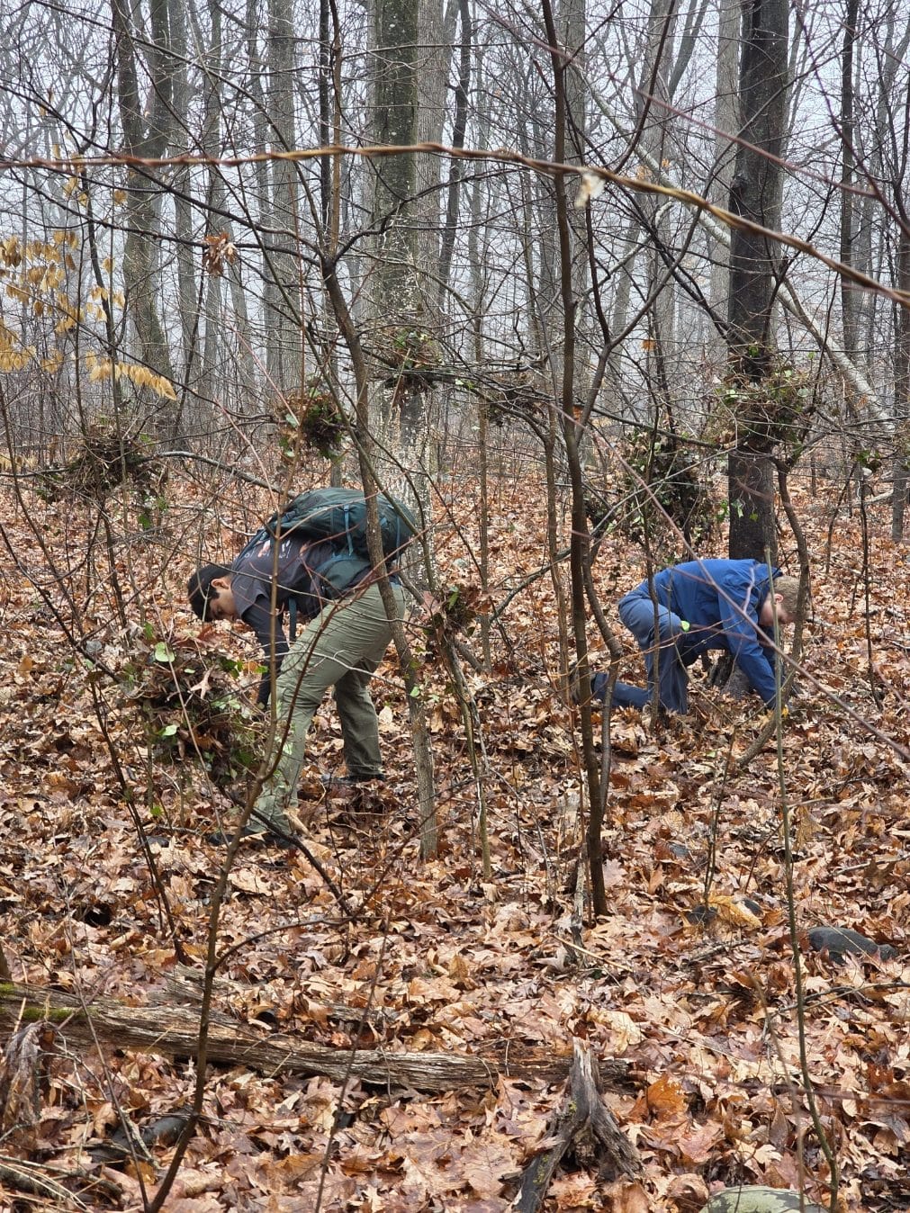 Restoring the Forest, One Plant at a Time